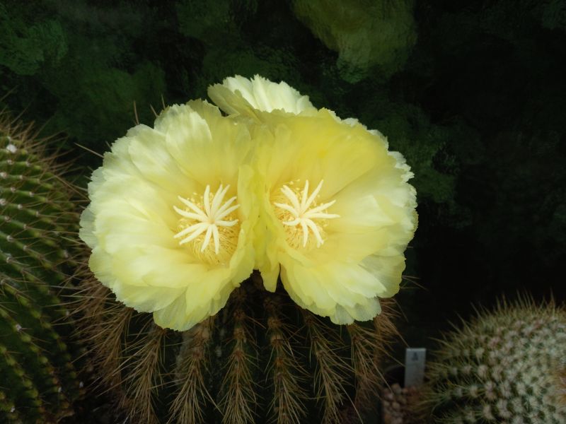 Eriocactus claviceps